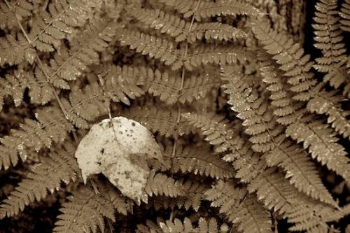 Flora;Plants;Botanical;Close-up;Sepia;Foliage;Peaceful;Vegetation;Vermont;Wabi Sabi;Leaves;Greenery;Botanicals;Fern;Ferns;New England;Plant;Leaf